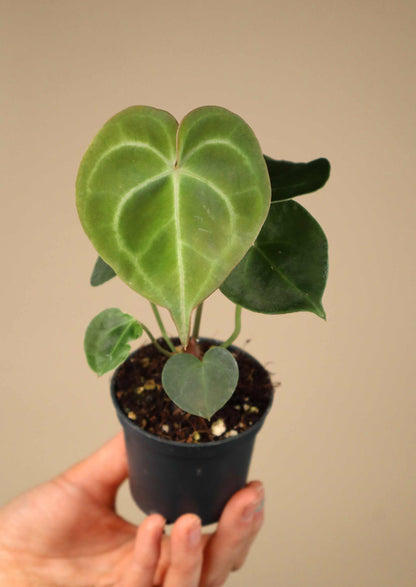 Anthurium clarinervium 'Nervkalla'