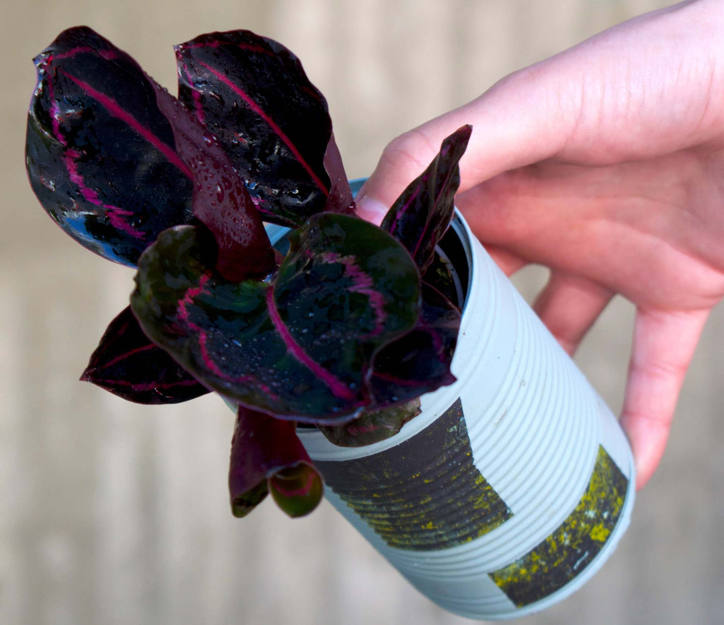 Calathea roseopicta 'Dottie'