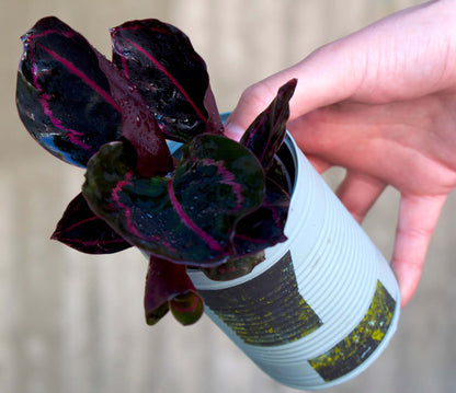Calathea roseopicta 'Dottie'