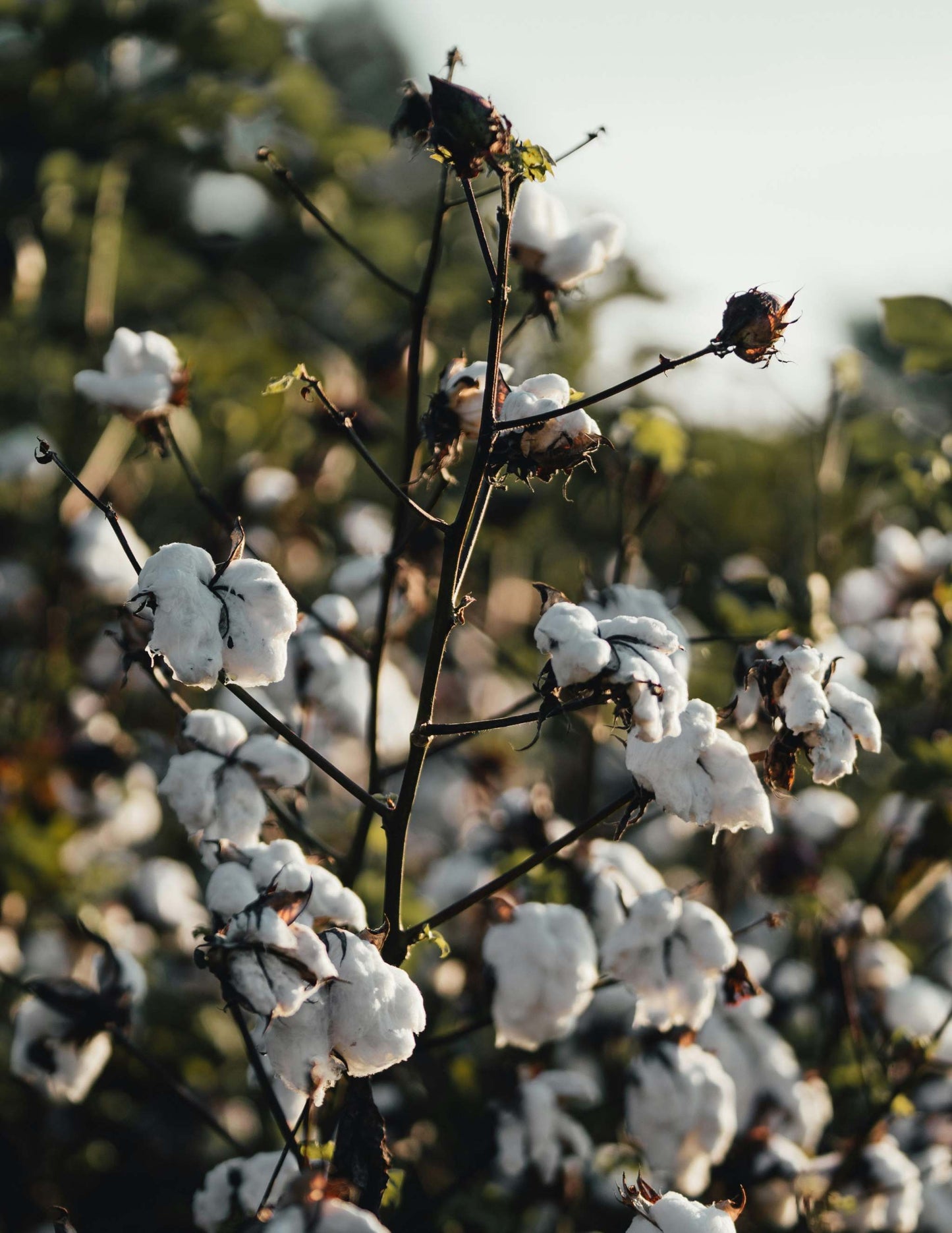 Cotton, 'Gossypium Barbadense'