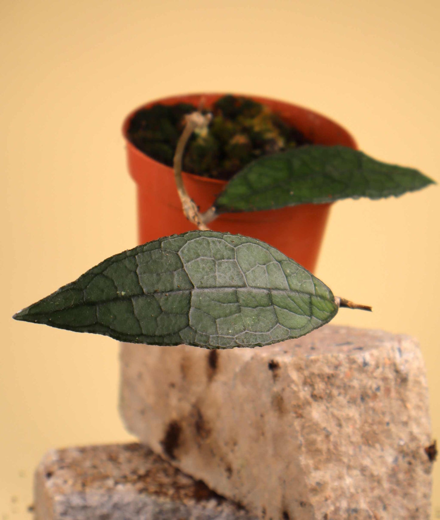 Hoya aff. clemensiorum