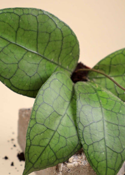 Hoya aff. clemensiorum