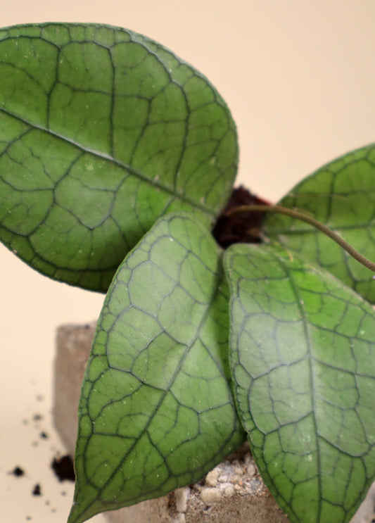 Hoya aff. clemensiorum