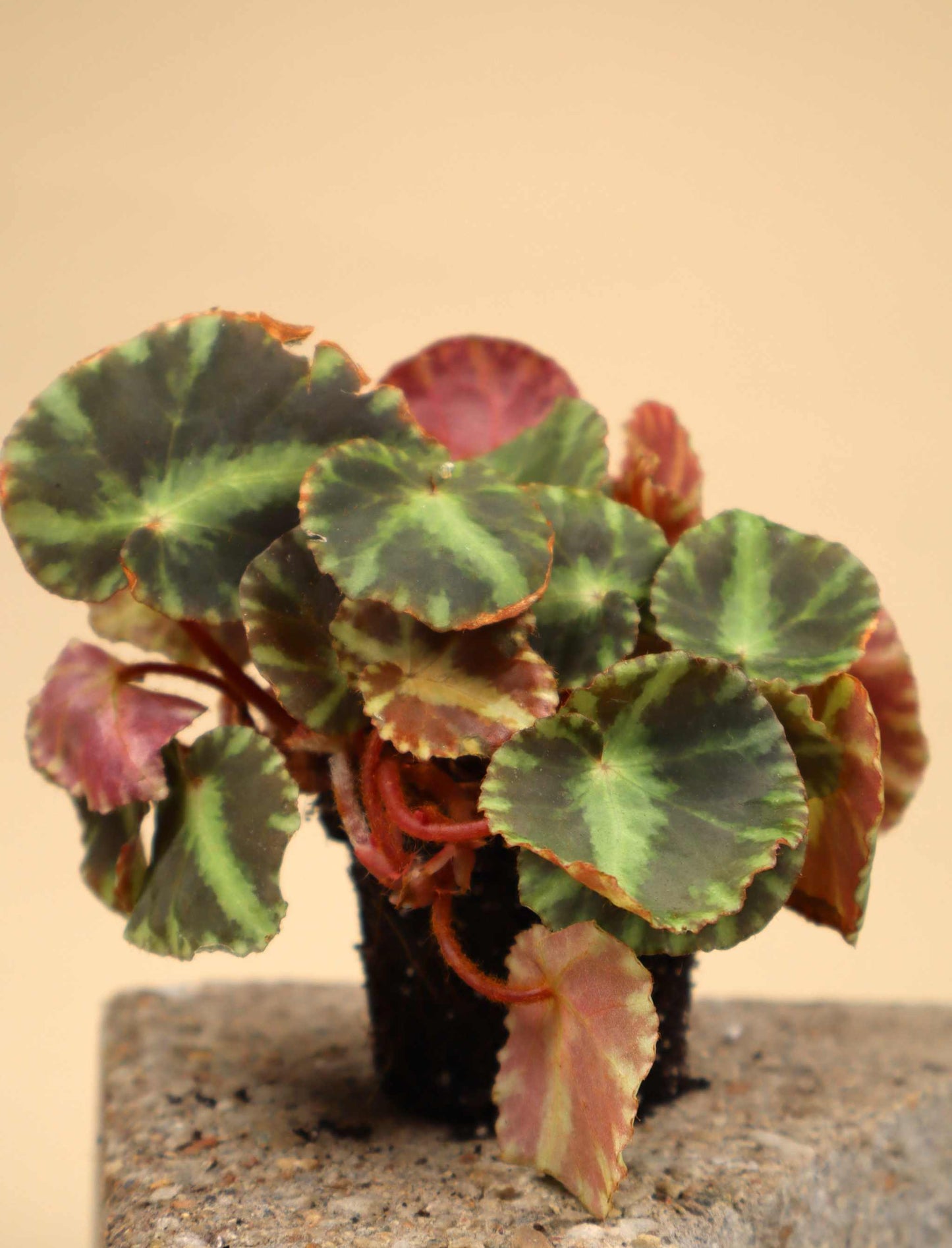 Begonia cleopatrae