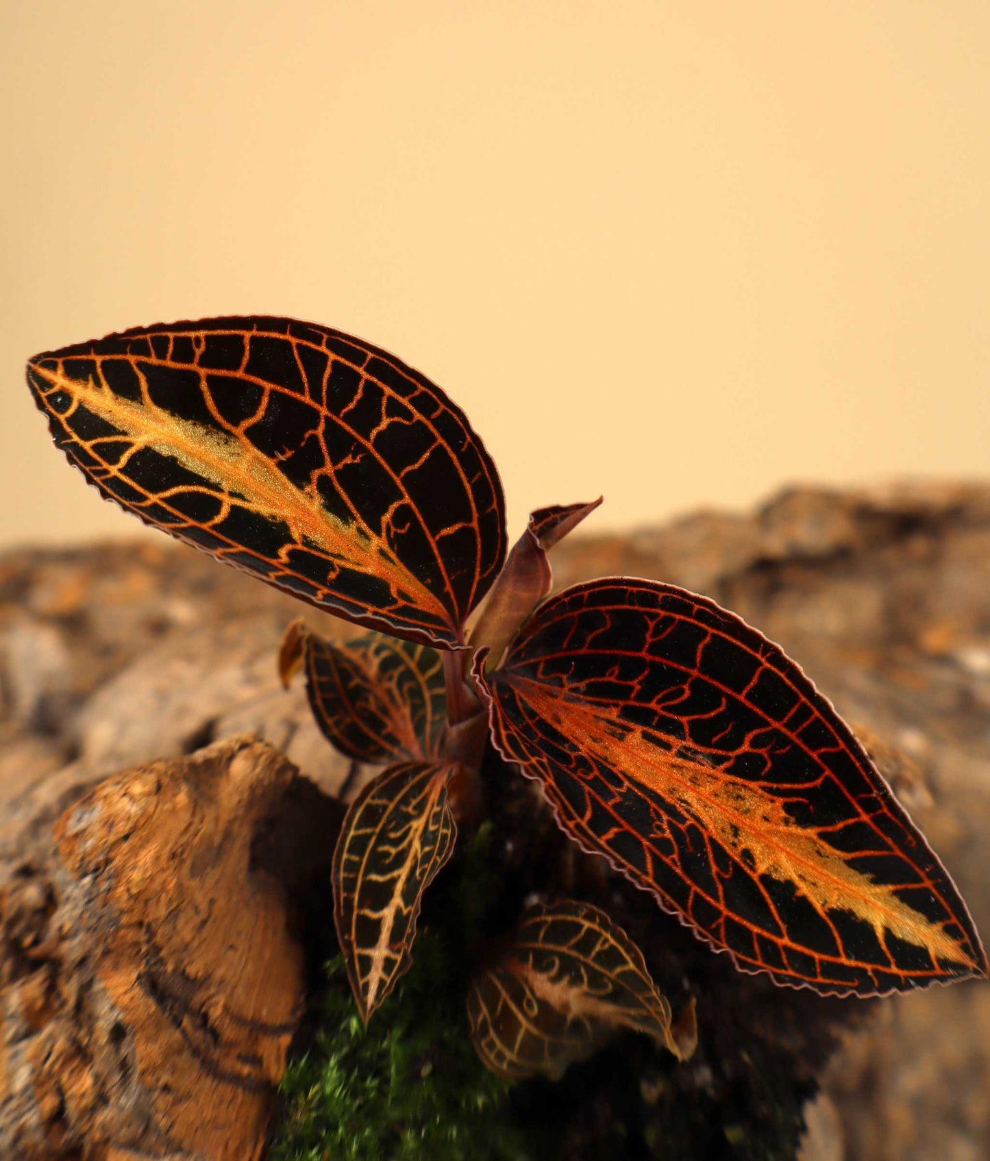 Anoectochilus albolineatus | Jewel orchid