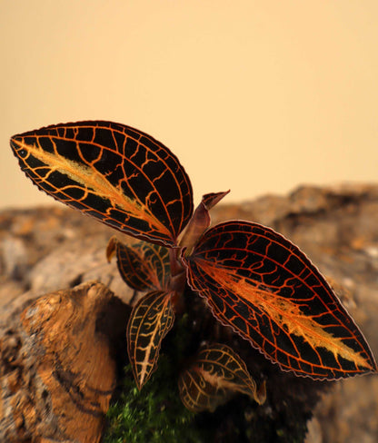 Anoectochilus albolineatus | Jewel orchid