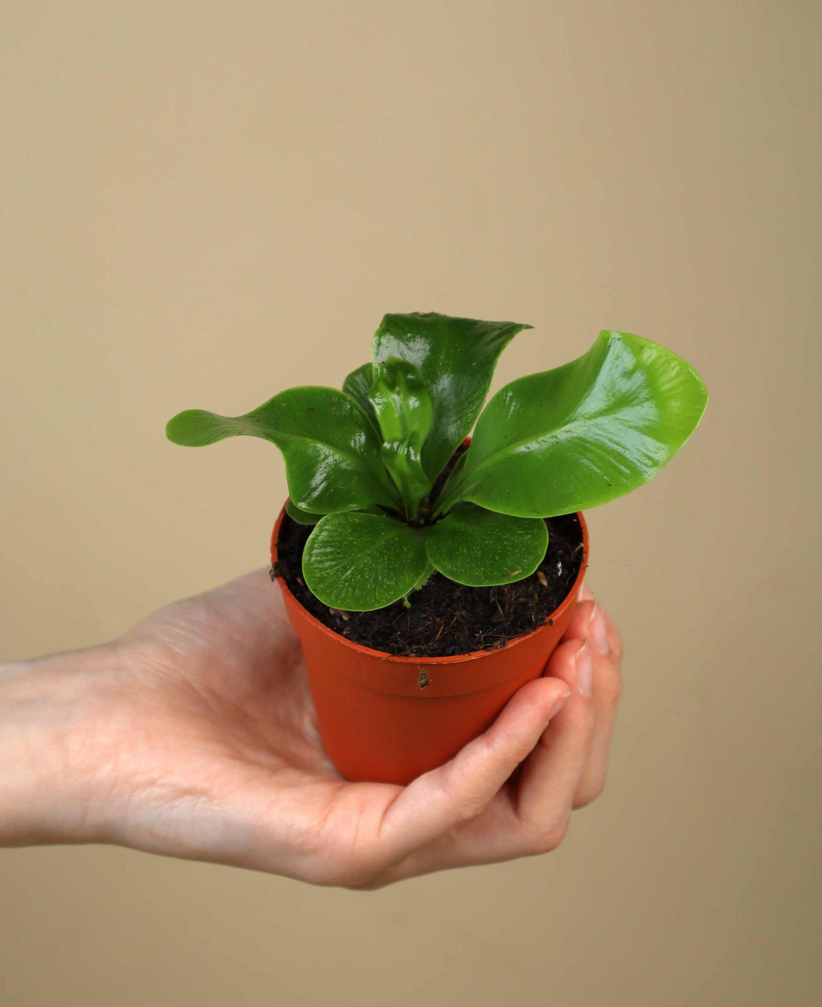 Asplenium nidus 'Cobra'