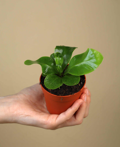 Asplenium nidus 'Cobra'