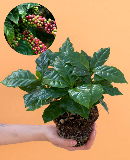 Kaffeepflanze 'Coffea arabica' 