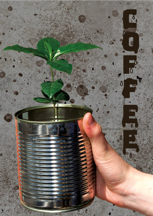 Arabiskt kaffeträd 'Coffea Arabica'