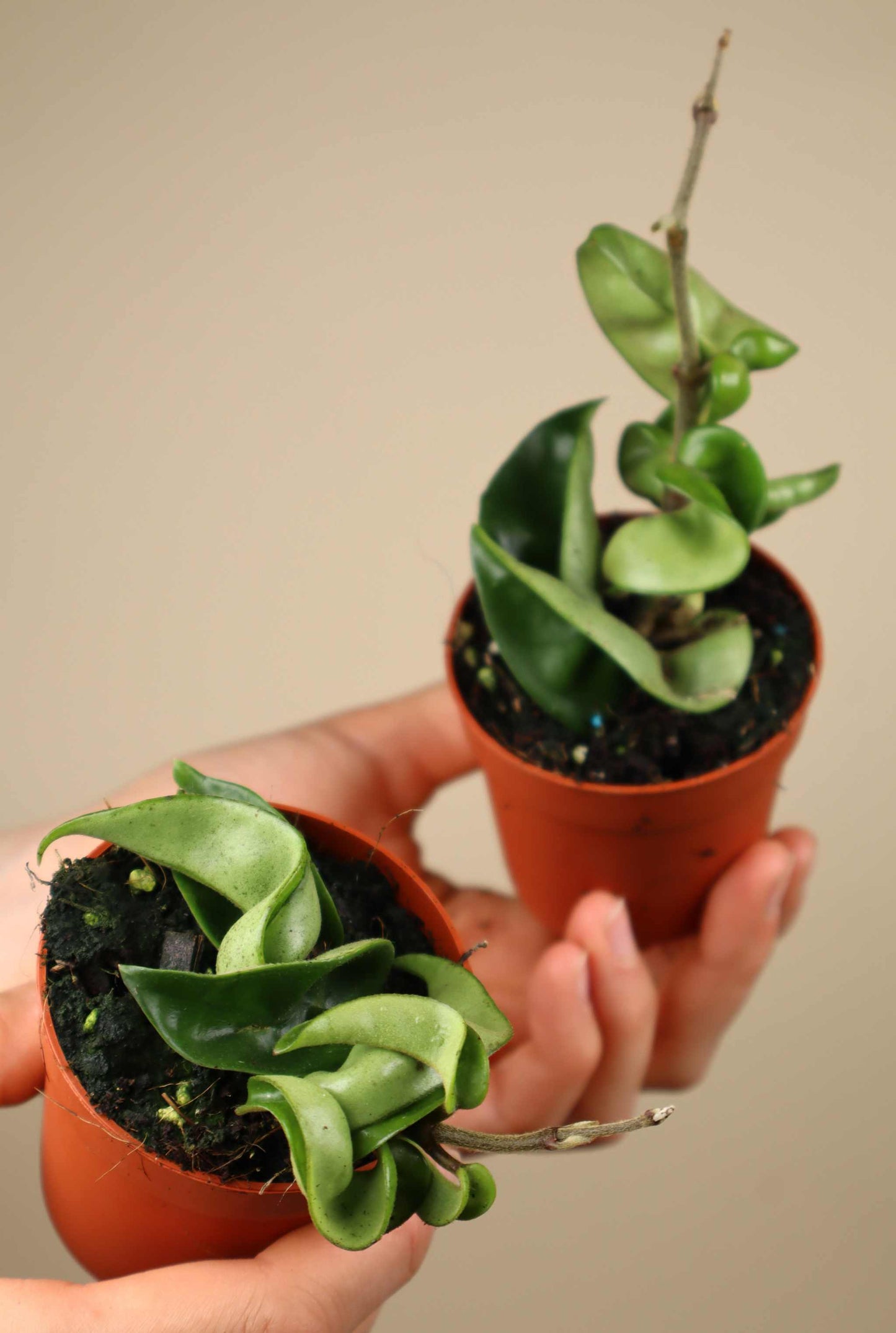 Hoya carnosa 'compacta'