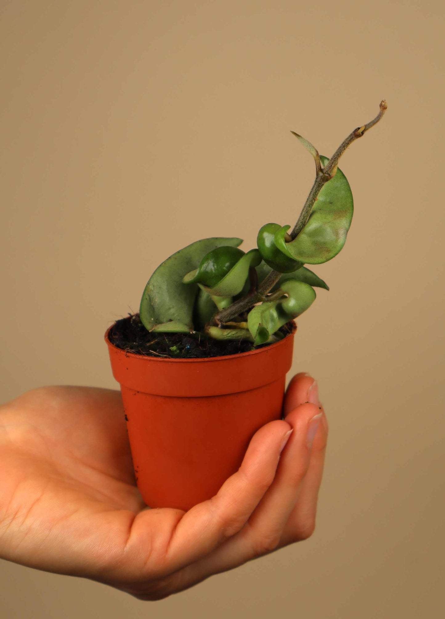 Hoya carnosa 'compacta'