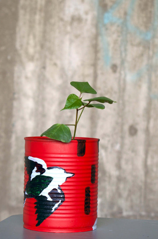 Cotton, 'Gossypium Barbadense'