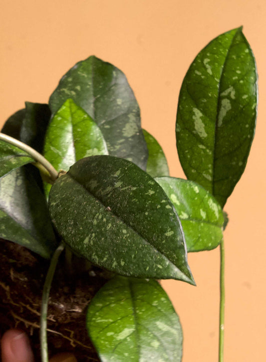 Hoya crassipetiolata