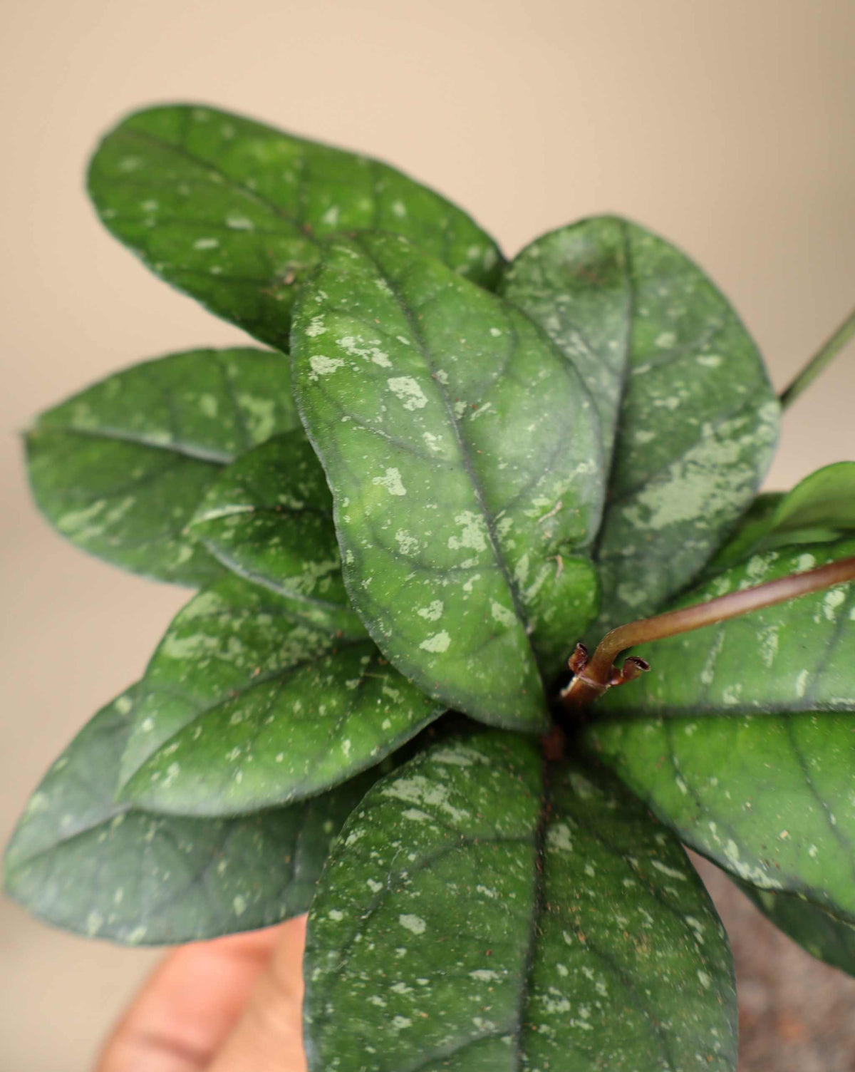 Hoya crassipetiolata