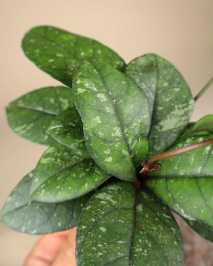 Hoya crassipetiolata
