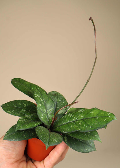 Hoya crassipetiolata