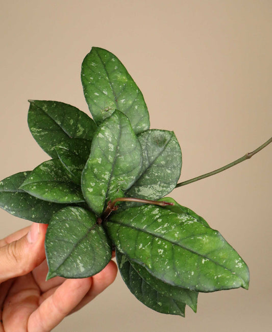 Hoya crassipetiolata 'splash'