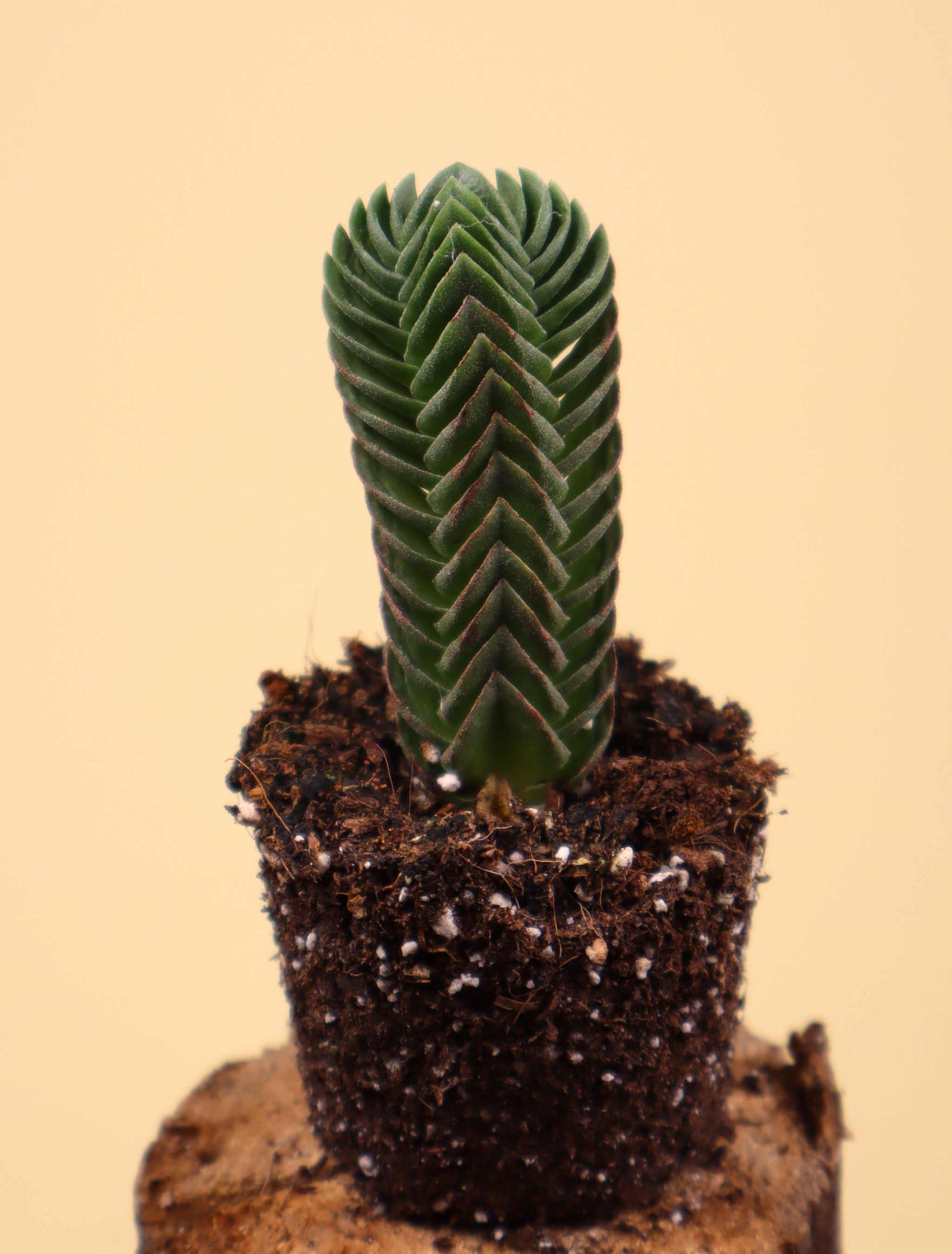 pyramidalis succulent Crassula Pyramidalis 'Buddha's temple'