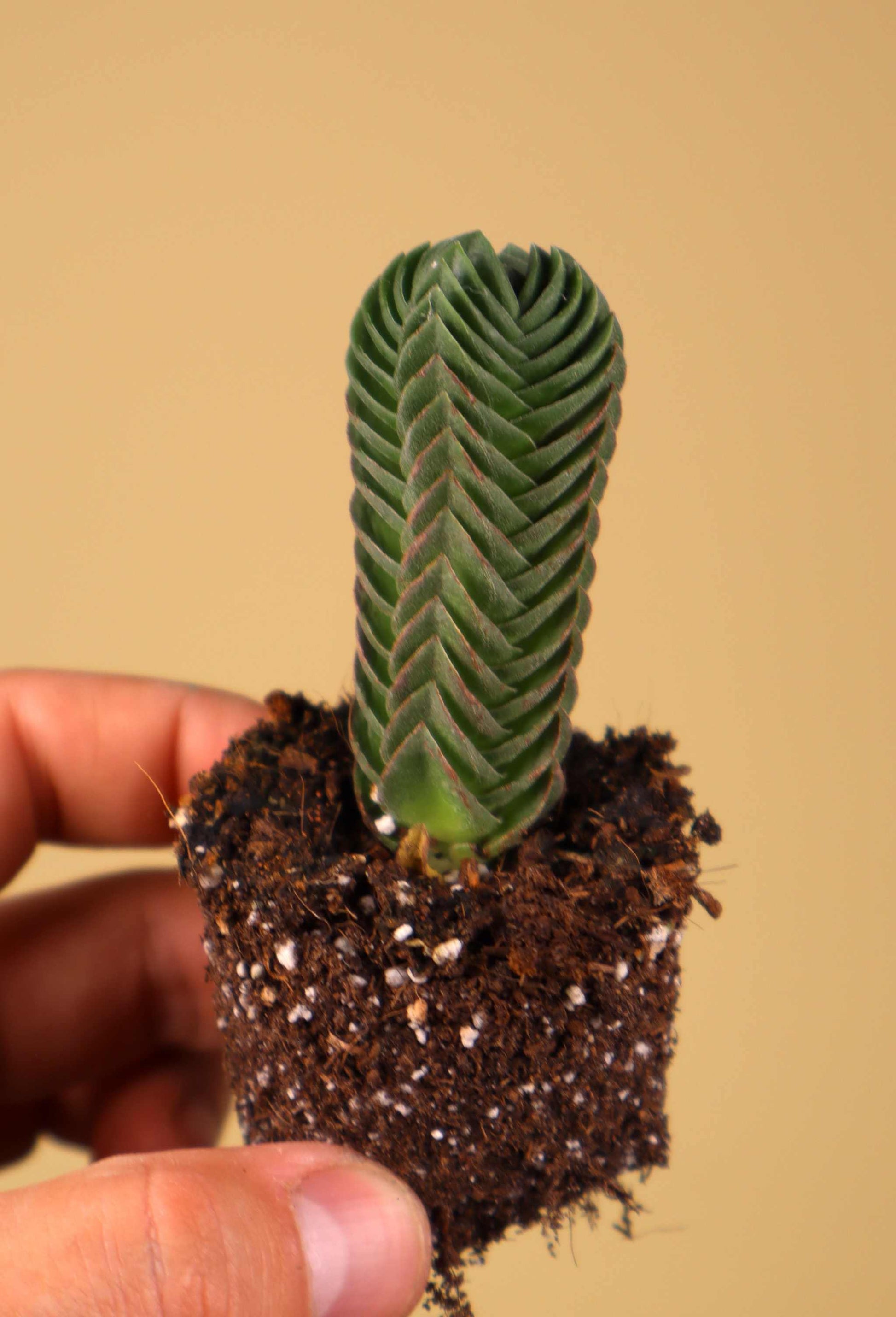 buddha's temple succulent propagation Crassula Pyramidalis 'Buddha's temple'