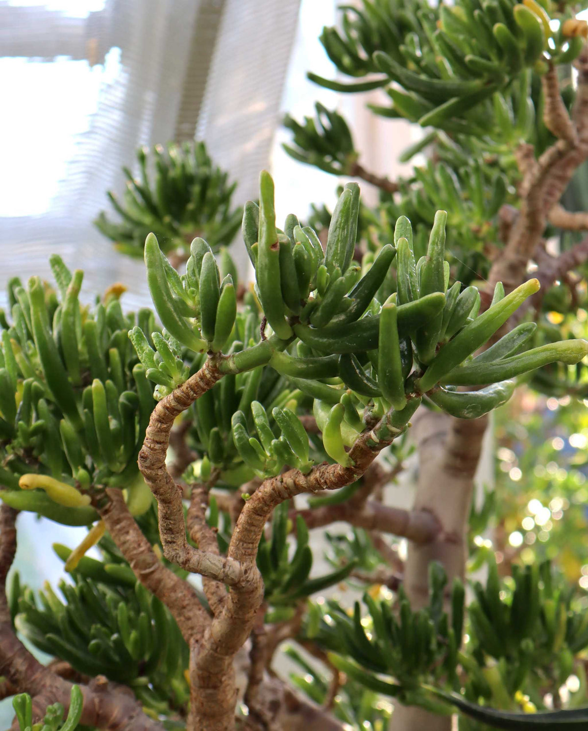 Crassula ovata 'Hobbit' | Paradisträd