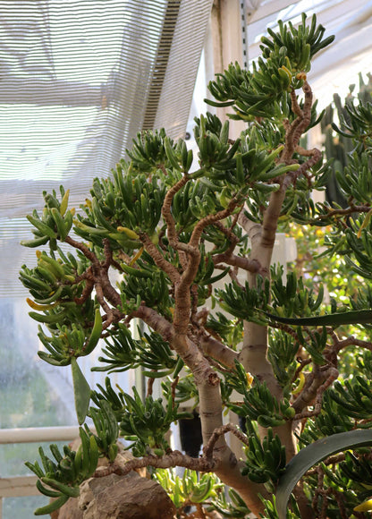 Crassula ovata 'Hobbit' | Paradisträd