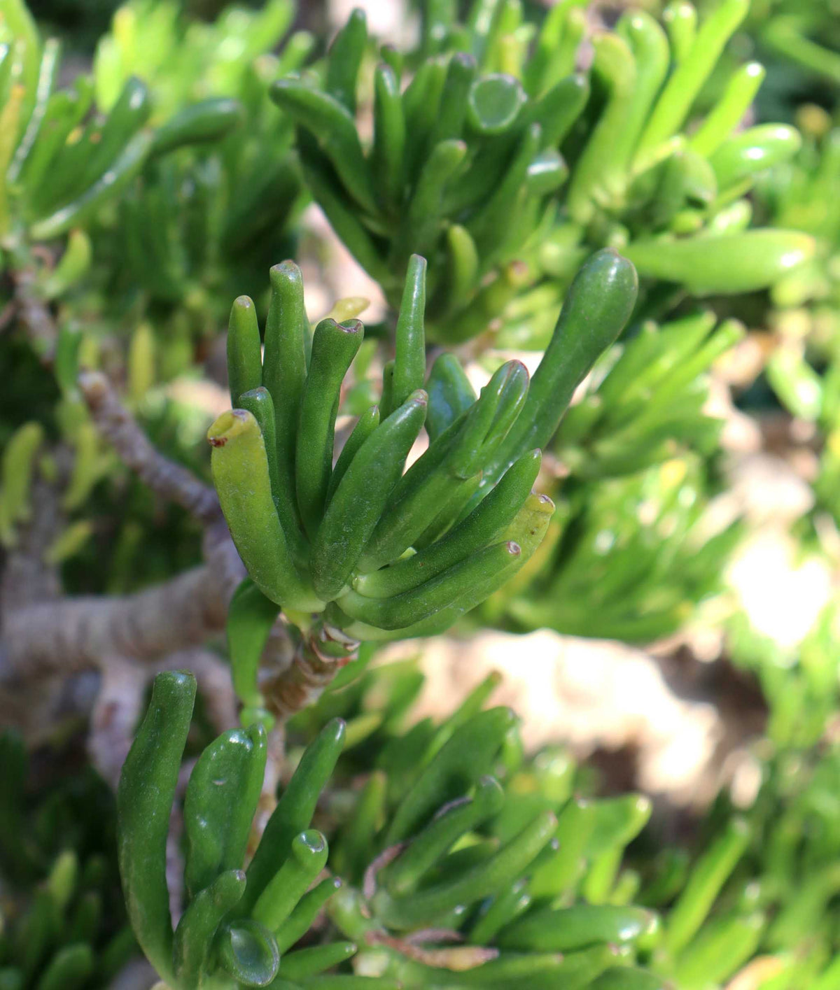 Crassula ovata 'Hobbit' | Paradisträd