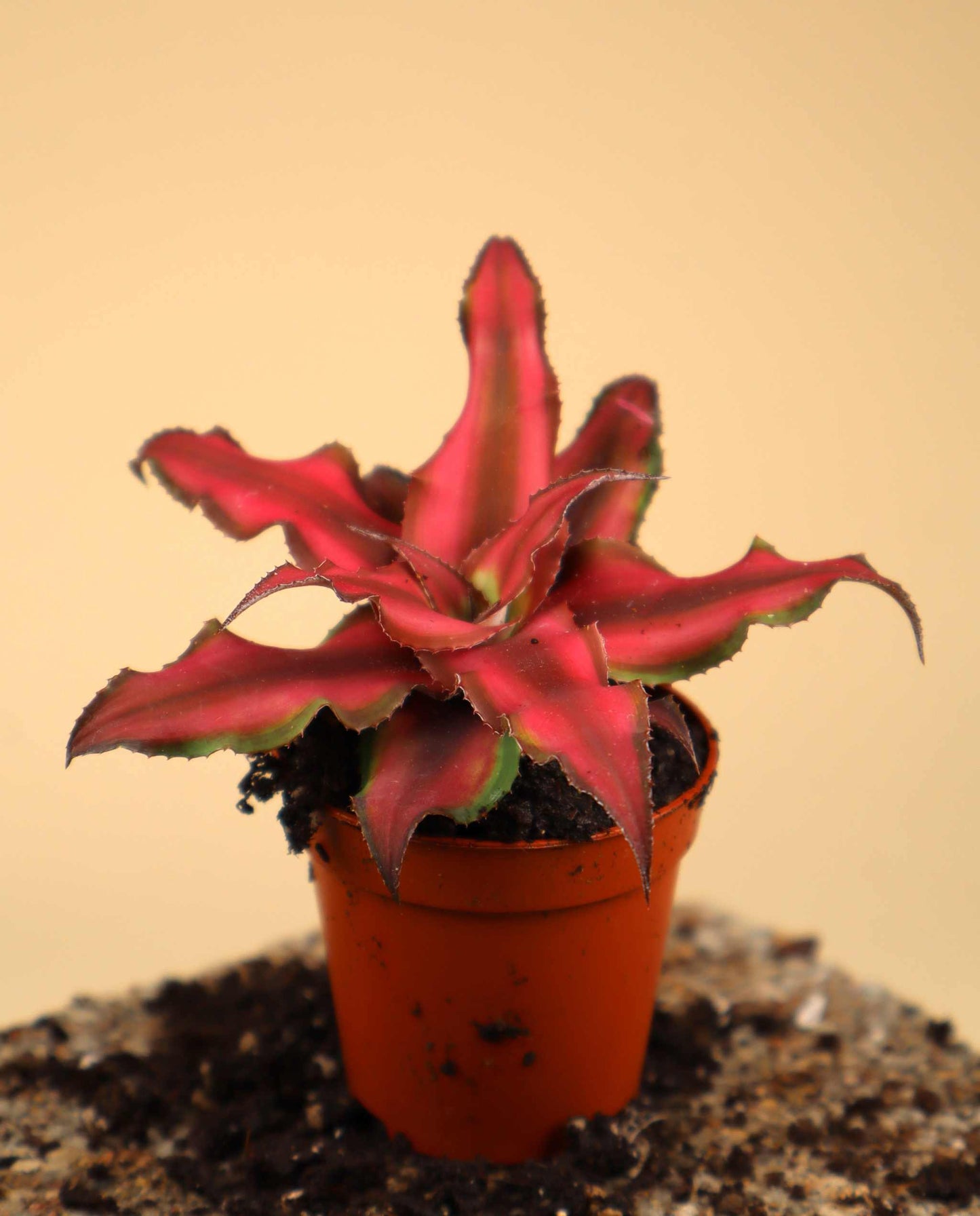 Cryptanthus bivittatus 'Red Star'