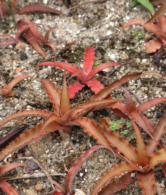 Cryptanthus bivittatus 'Red star'