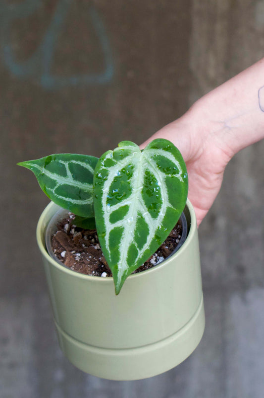 Anthurium Crystalliunum 'Silver Blush'