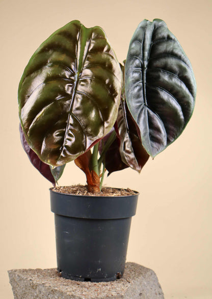 Alocasia cuprea „red secret“ 