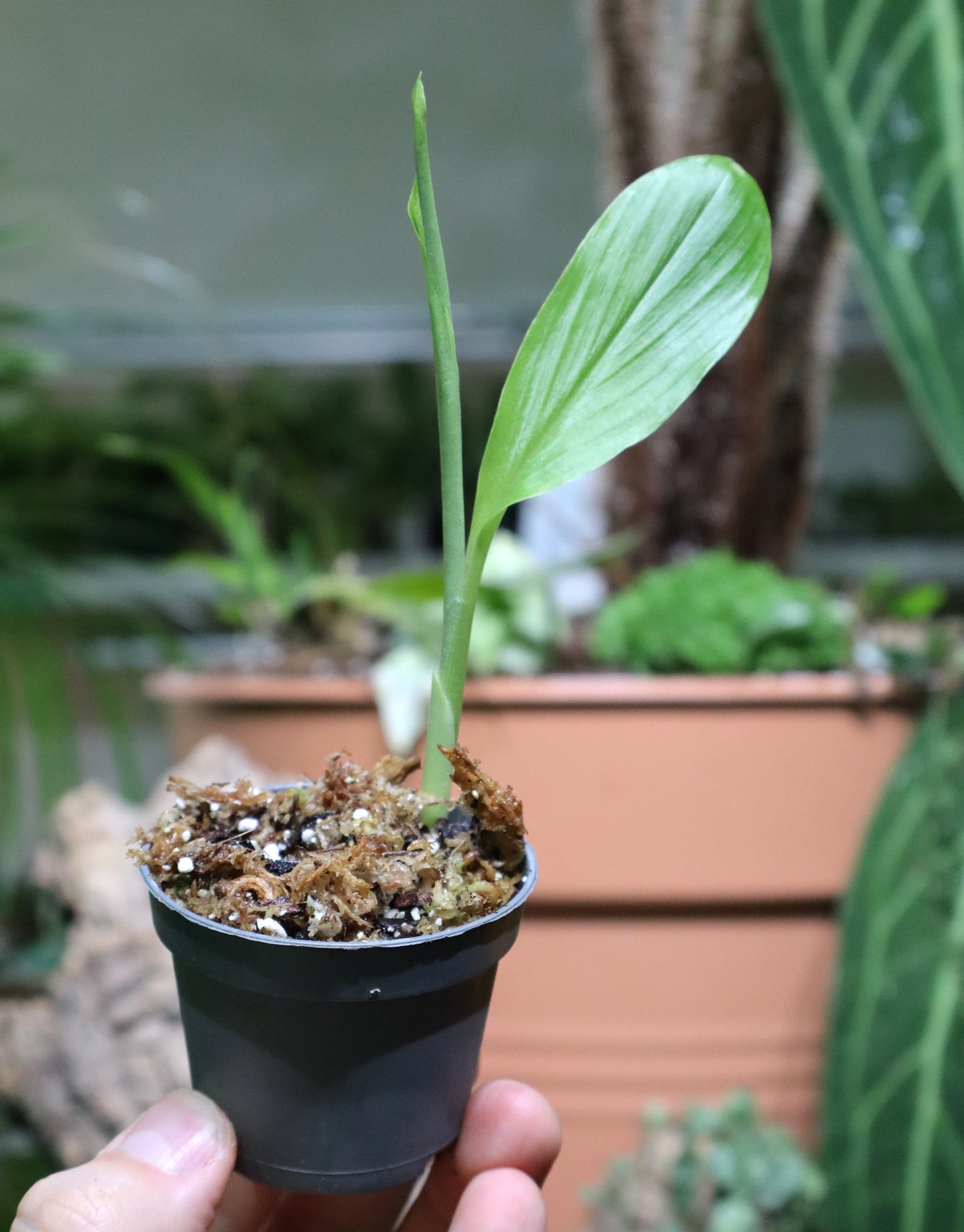 Curcuma longa (Turmeric)