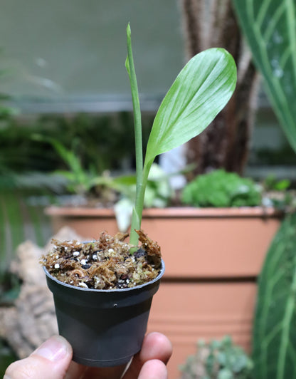 Curcuma longa (Turmeric)