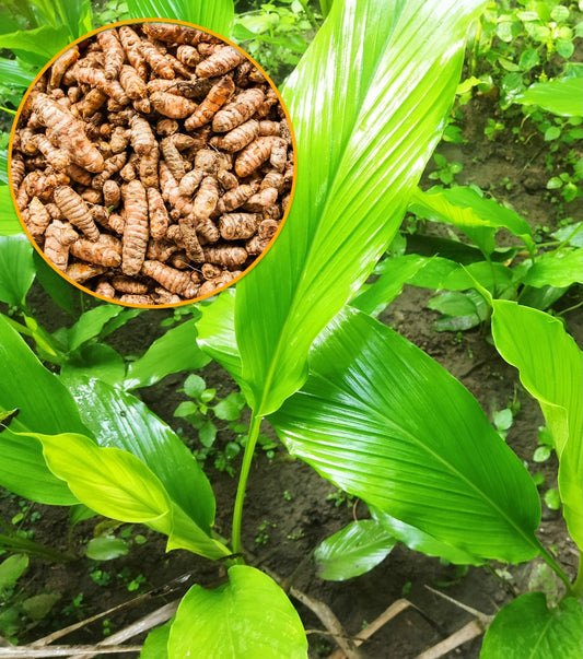 Curcuma longa (Turmeric)
