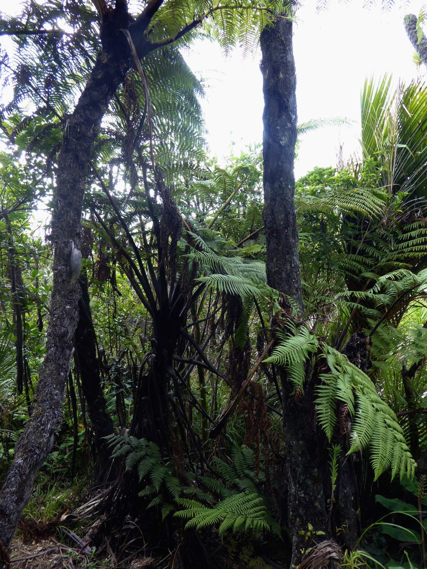 Cyathea medullaris | Svart trädormbunke