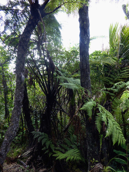 Cyathea medullaris | Svart trädormbunke