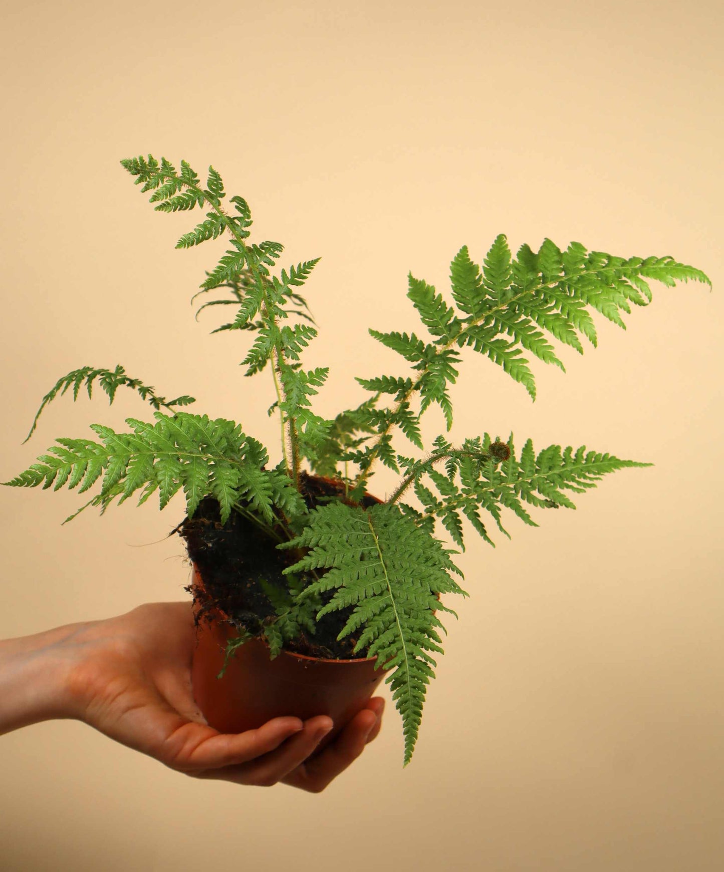 Cyathea cooperi | Tree fern