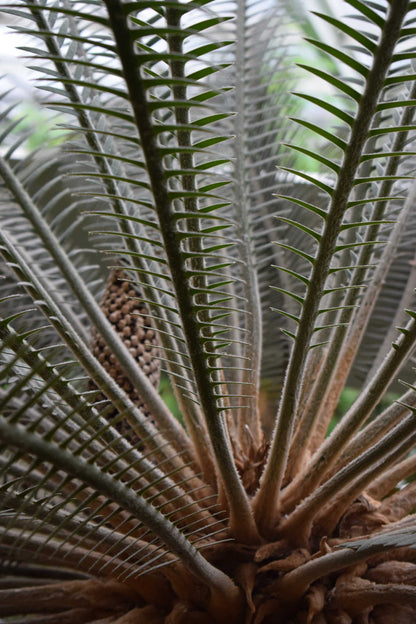 Kegelpalme 'Cycas revoluta'