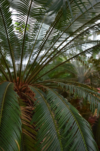 Kegelpalme 'Cycas revoluta'