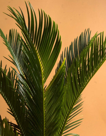 Kegelpalme 'Cycas revoluta'