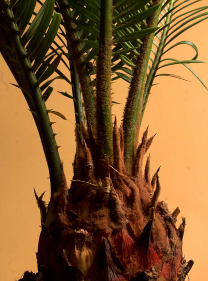Kegelpalme 'Cycas revoluta'