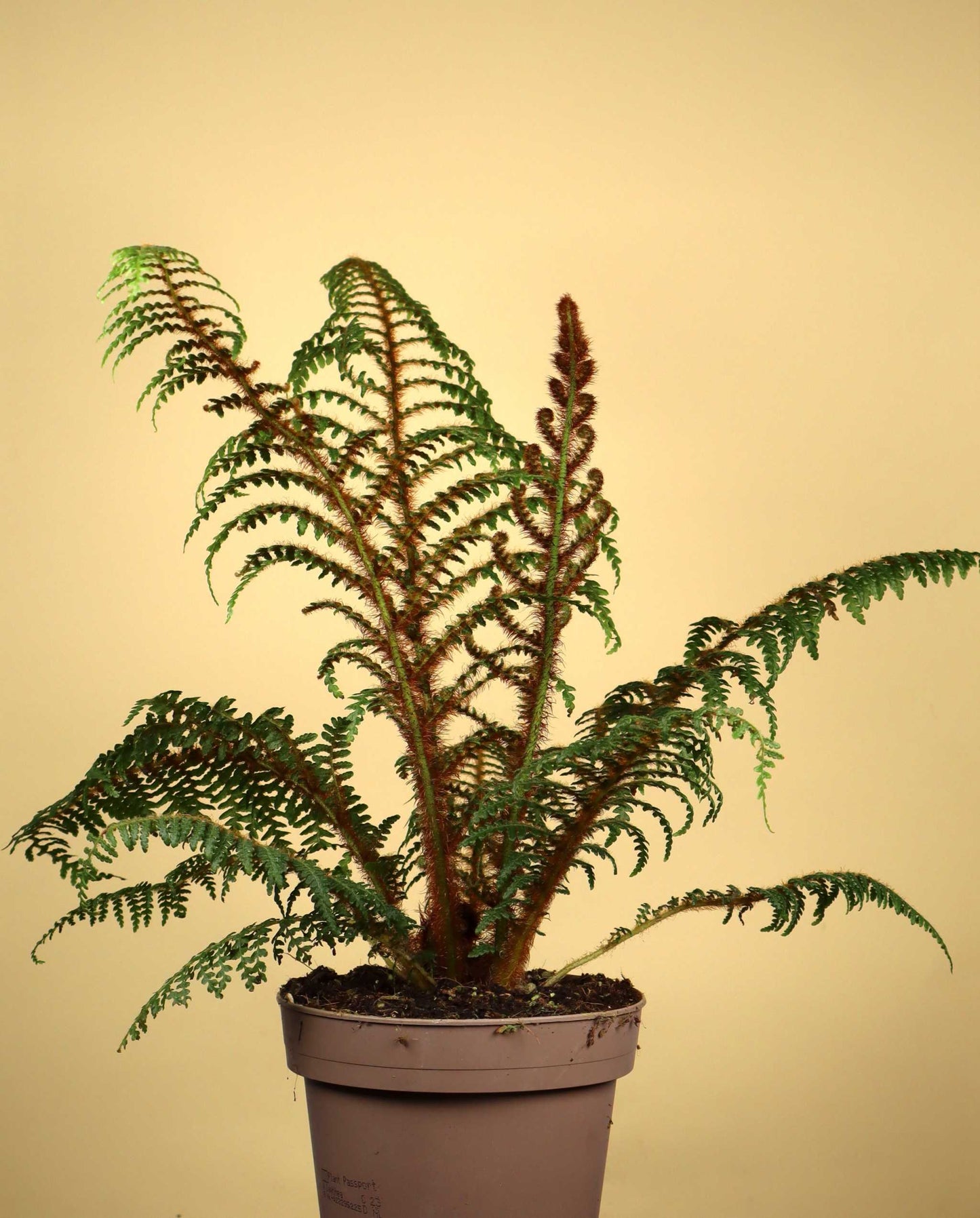Cyathea tomentosissima | Trädormbunke