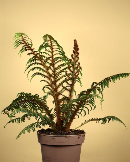 Cyathea tomentosissima | Trädormbunke