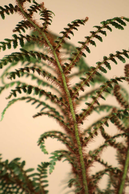 Cyathea tomentosissima | Trädormbunke