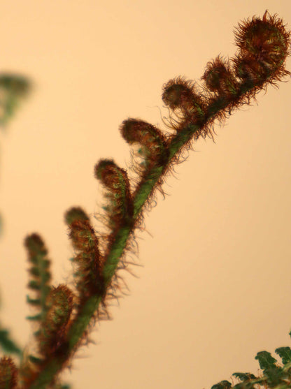 Cyathea tomentosissima | Trädormbunke