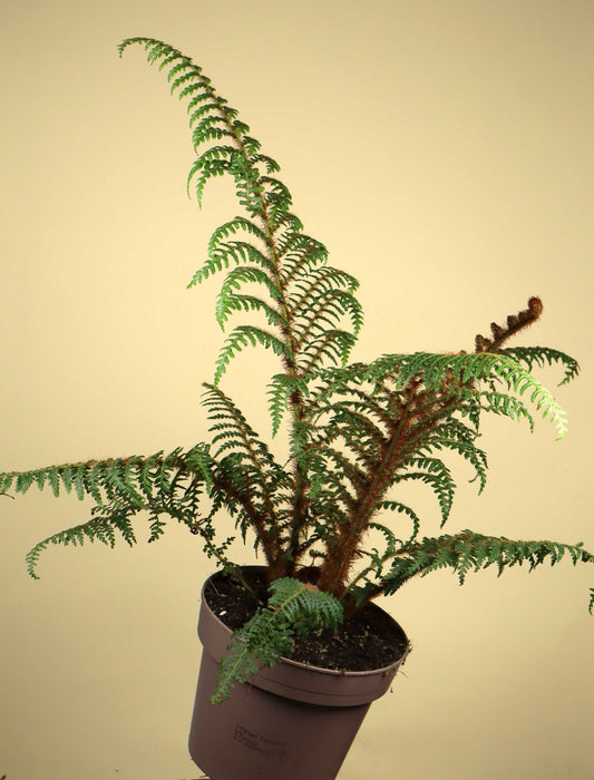 Cyathea tomentosissima | Trädormbunke