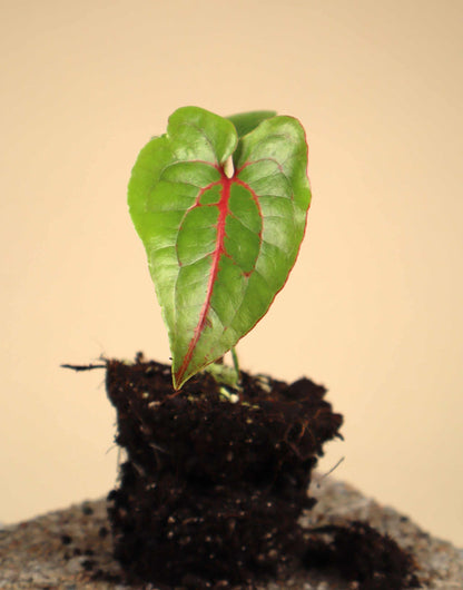 Cyrtosperma johnstonii