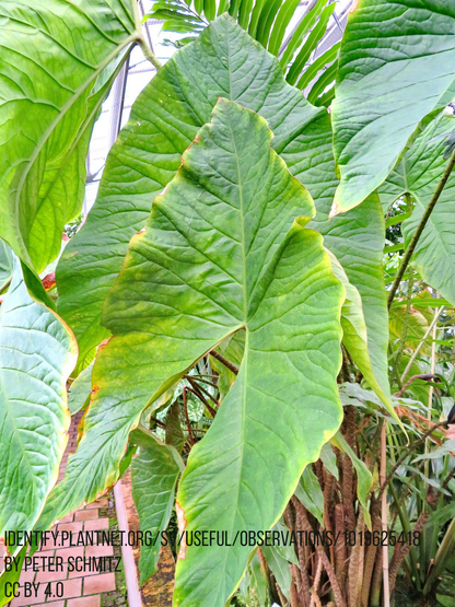 Cyrtosperma johnstonii