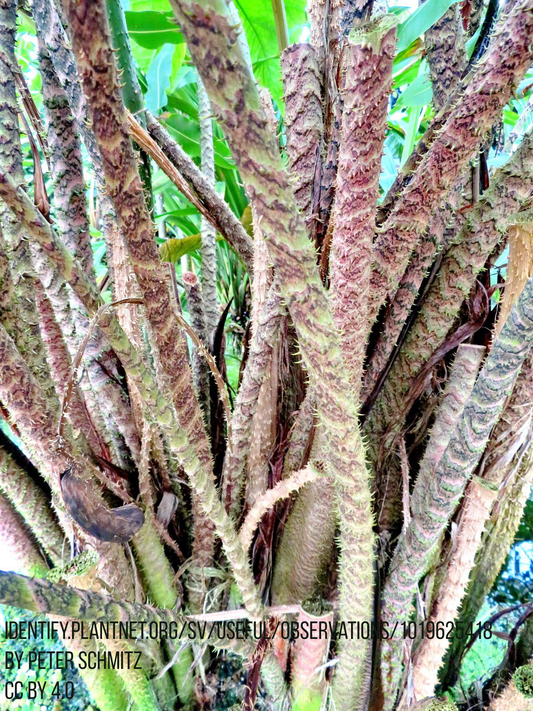 Cyrtosperma johnstonii