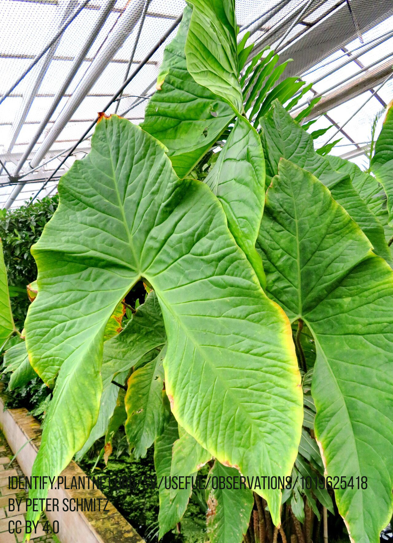 Cyrtosperma johnstonii